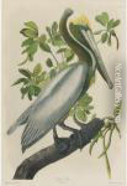 Brown Pelican (plate 432) Oil Painting - John James Audubon