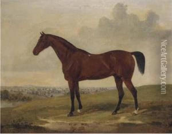 Bloomsbury, A Bay Racehorse Oil Painting - David of York Dalby