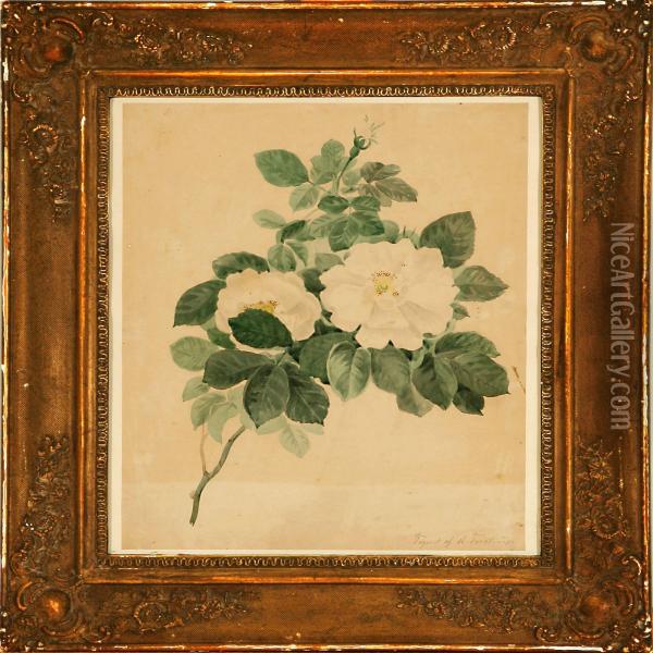 A Rose Branchin Bloom Oil Painting - Niels Fristrup