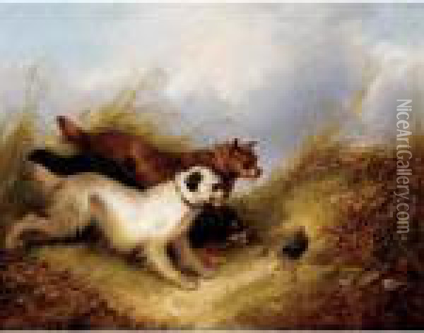 Terriers Rabbiting Oil Painting - George Armfield