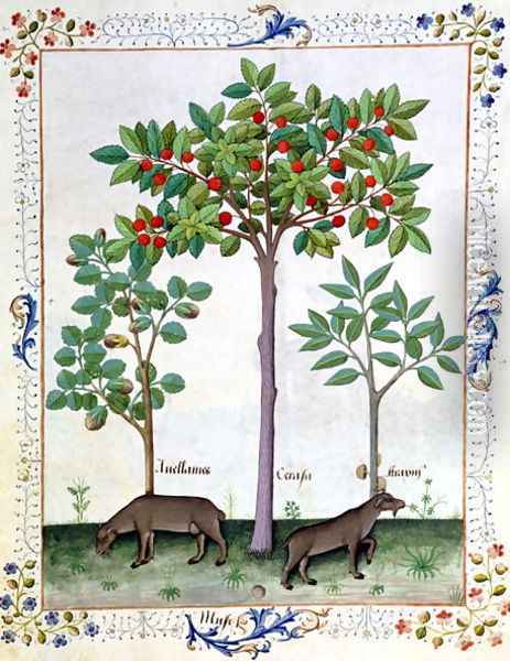 Hazelnut Bush left and Cherry tree centre, Illustration from the Book of Simple Medicines by Mattheaus Platearius d.c.1161 c.1470 Oil Painting - Robinet Testard