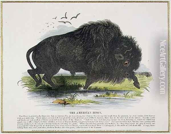 The American Bison, educational illustration pub. by the Society for Promoting Christian Knowledge, 1843 Oil Painting - Josiah Wood Whymper