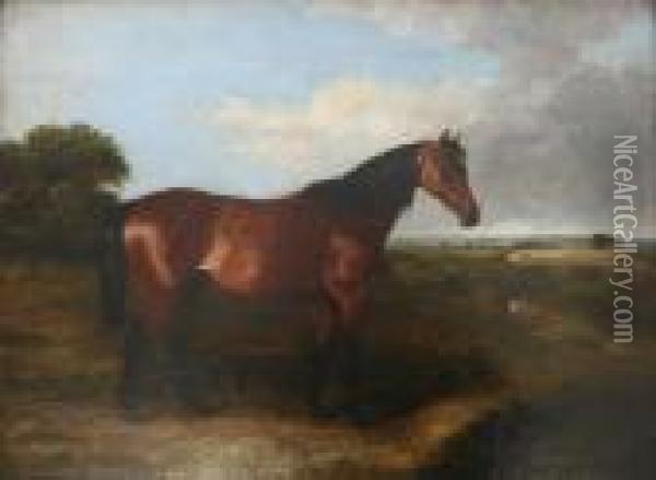 A Bay Horse In A Field Oil Painting - John Snr Ferneley