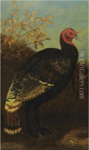 Turkey Oil Painting - William Hahn