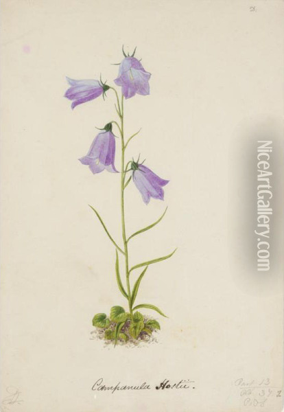 A Folio Of Botanical Watercolours Oil Painting - Alexander Francis Lydon