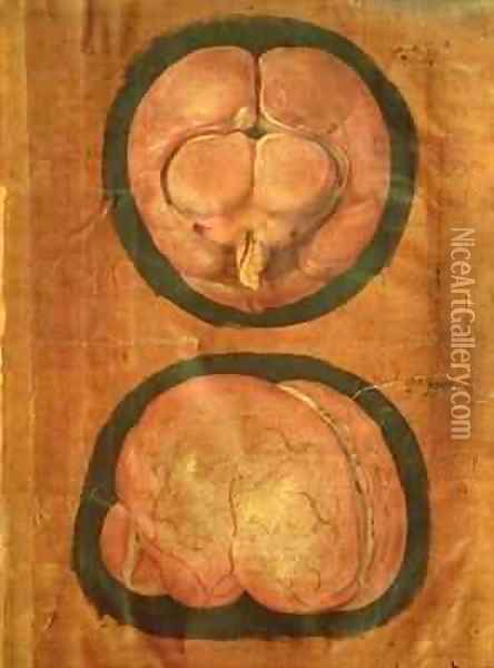 Anatomical drawing of the human brain Oil Painting - Hieronymus Fabricius ab Aquapendente