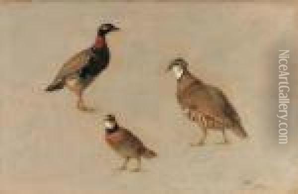 Studies Of A Red Partridge 
(elctoris Rufa), A Redneck Francoline(francolinus Francolinus) And An 
American Quail (colinusvirgianus) Oil Painting - Henriette Ronner-Knip