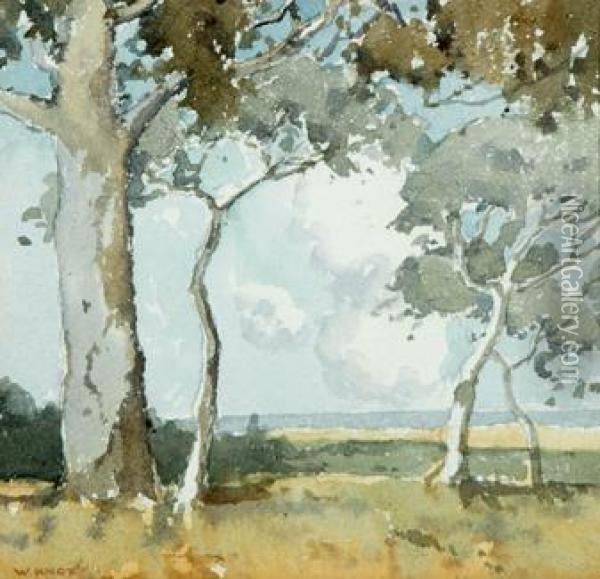 Gumtrees In Landscape Oil Painting - William Dunn Knox