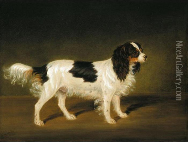 A Tricolour Cavalier King Charles Spaniel Oil Painting - James Loder Of Bath