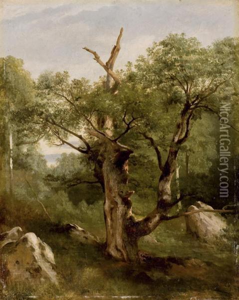 Etude D'arbres Oil Painting - Jules Louis Phillipe Coignet