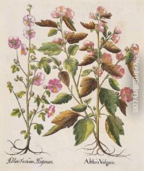 Althea Vulgaris; Geranium Anglicanum; Thalictrum Flore Incarnato; Nepetella Oil Painting - Basilius Besler