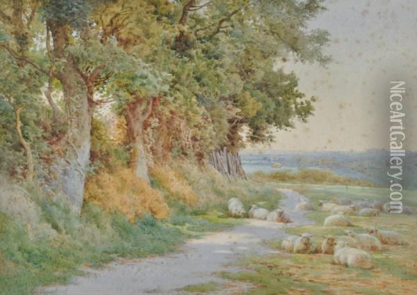 Watercolour, 
Sheep At The Edge Of The Field Oil Painting - Charles James Adams