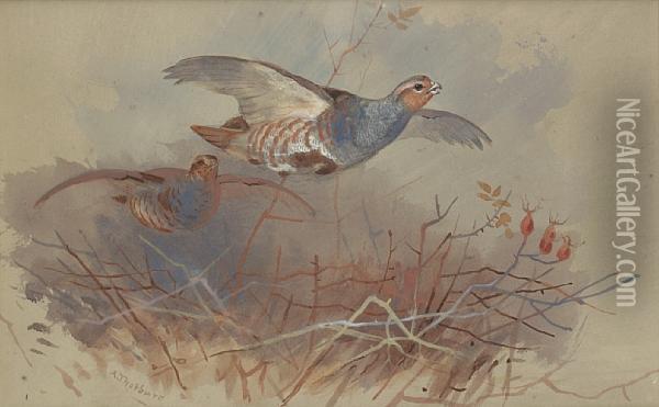 Partridges Topping A Hedge Oil Painting - Archibald Thorburn