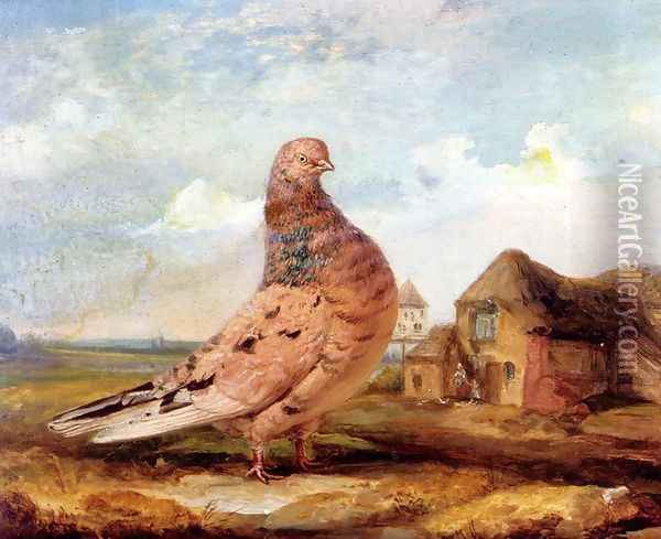 A Fancy Pigeon Oil Painting - James Ward