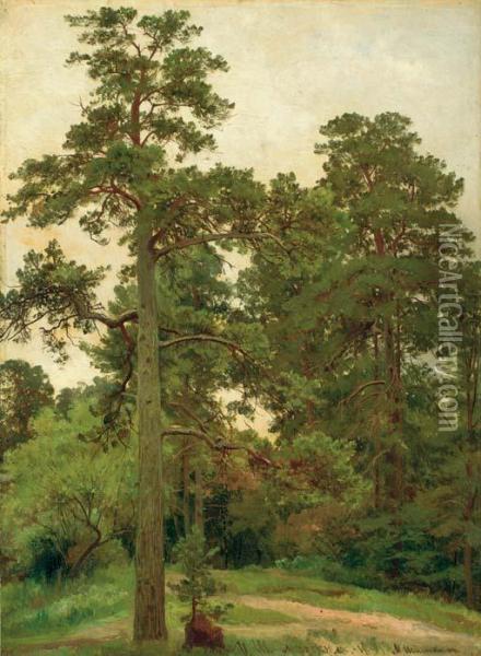 Pine Trees, Merekiul Oil Painting - Ivan Shishkin