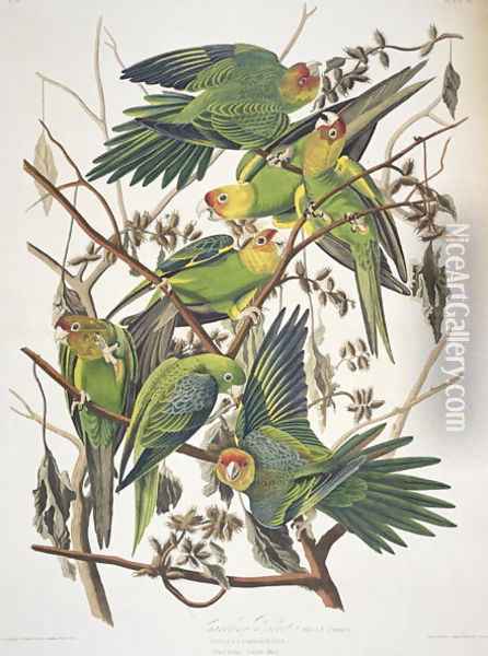 Carolina Parakeet, from 'Birds of America', 1829 Oil Painting - John James Audubon