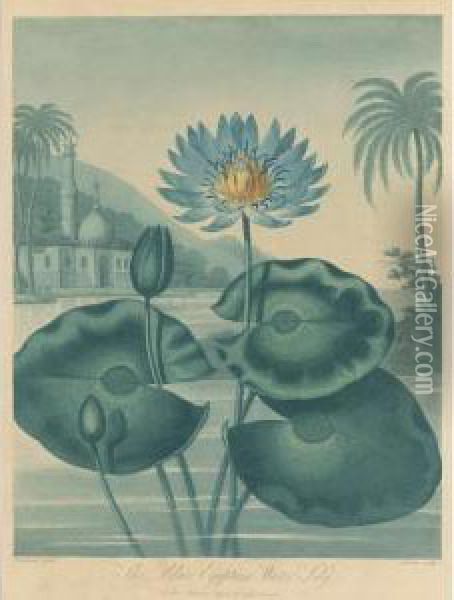Temple Of Flora: The Blue Egyptian Water Lily Oil Painting - John Robert