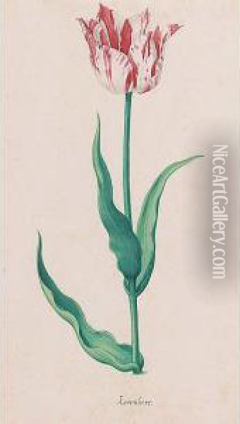 A Tulip: Koornhert Oil Painting - Pieter the Younger Holsteyn