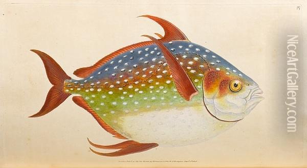 The Natural History Of British Fishes, 5 Vol. In 2 Oil Painting - Edward Donovan
