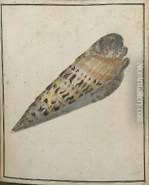 Study Of A Marlinspike Shell, Terebra Maculata Oil Painting - Thomas Martyn