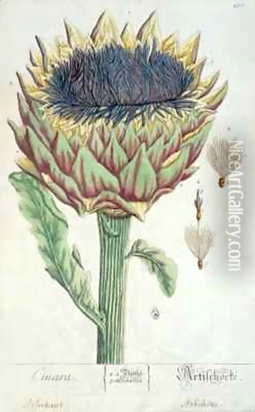 Artichoke, from 'Herbarium Blackwellianum' Oil Painting - Elizabeth Blackwell