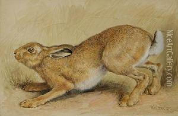 Study Of A Hare, 1897 Oil Painting - Frank Paton