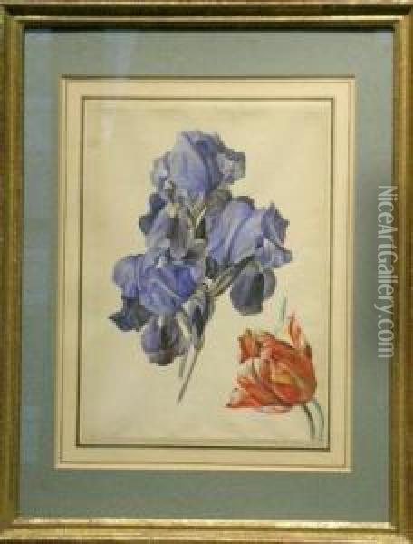 Tulip And Irises Oil Painting - Jacob Van Eynden