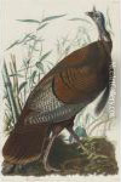 Wild Turkey...male (plate I) Oil Painting - John James Audubon