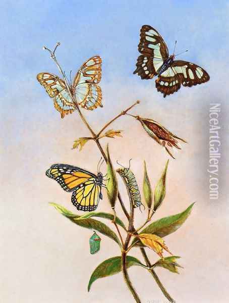 Butterflies Oil Painting - Titian Ramsay Peale