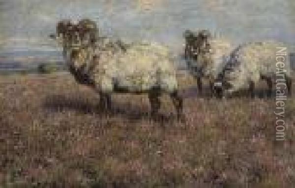 Sheep In Pasture Oil Painting - Wilhelm Kuhnert