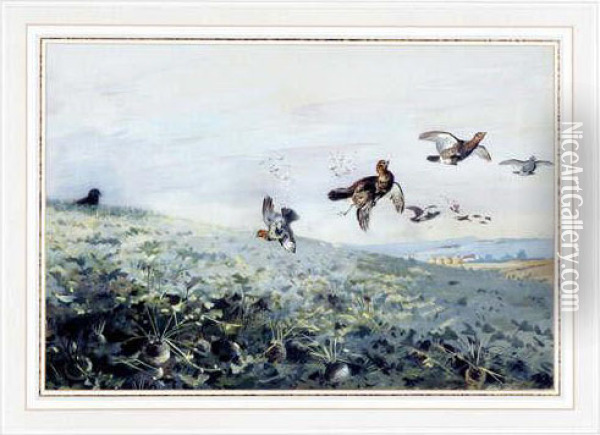 A Covey Of Grey Partridge 
Beingshot Over A Turnip Field. Watercolour. Signed. Mounted, Framed 
Andglazed Oil Painting - Archibald Thorburn