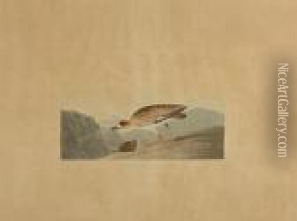Rocky Mountain Plover (pl. Ccci) Oil Painting - John James Audubon