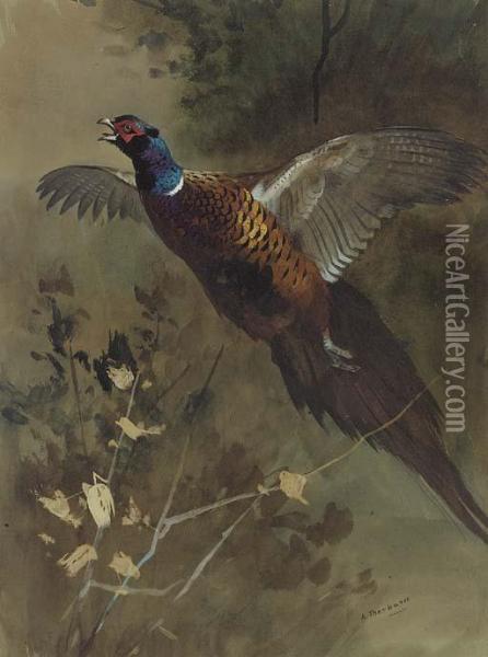 A Cock Pheasant In Flight Oil Painting - Archibald Thorburn