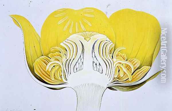 Drawing 8-2 Nuphar luteum (Yellow Waterlily) 1906 Oil Painting - Arthur Henry Church