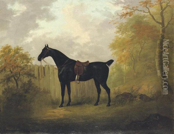 A Saddled Bay Hunter By A Fence, In A Wooded Landscape Oil Painting - John Nost Sartorius