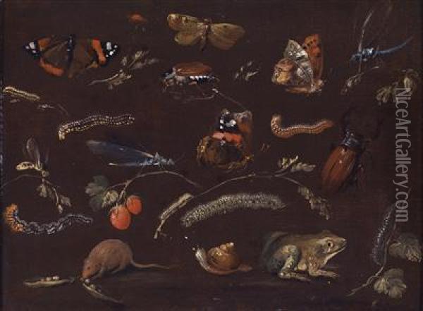 Studies Of A Variety Of Small Animals And Insects Oil Painting - Dietrich Findorff