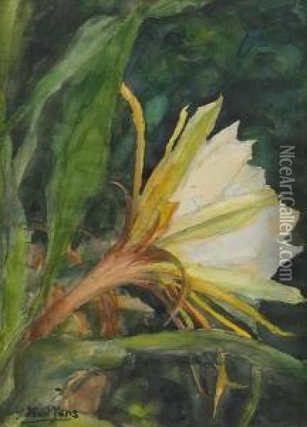 Epihyllum, The Flower Of Twenty Four Hours Oil Painting - Karl H. Yens