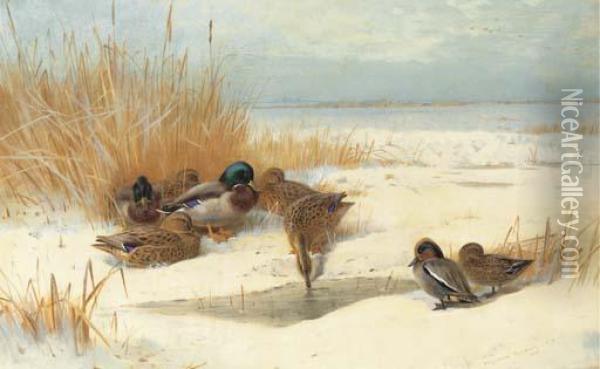 Mallard And Teal In The Snow Oil Painting - Archibald Thorburn