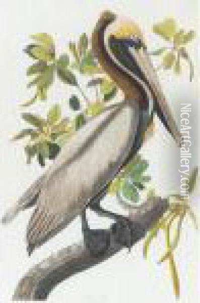 Brown Pelican (plate Ccli) Oil Painting - John James Audubon