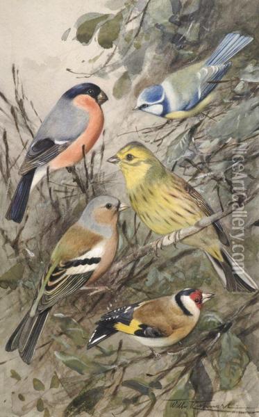 Finch Studies Oil Painting - Wilhelm Kuhnert