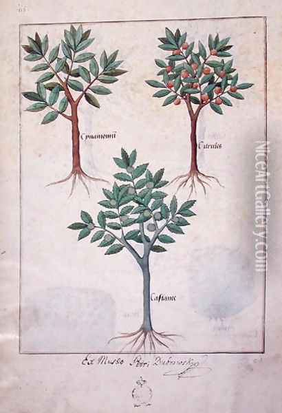 Illustration from the Book of Simple Medicines by Mattheaus Platearius d.c.1161 c.1470 17 Oil Painting - Robinet Testard