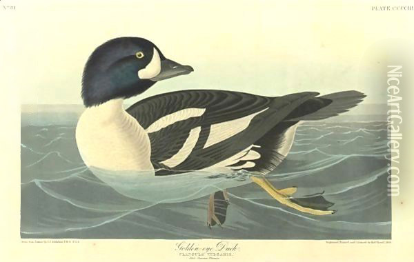 Golden-Eye Duck Oil Painting - John James Audubon