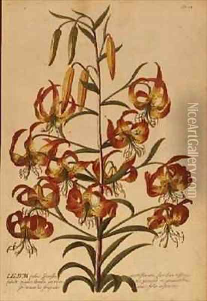 American Turkscap Lily from Plantae Selectae Oil Painting - Georg Dionysius Ehret