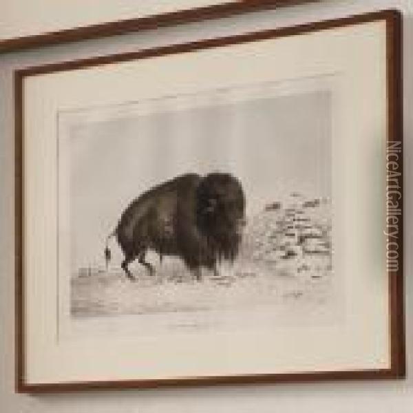Wounded Buffalo Bull Oil Painting - George Catlin