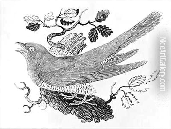 The Cuckoo (Cuculus canorus) from the 'History of British Birds' Volume I Oil Painting - Thomas Falcon Bewick