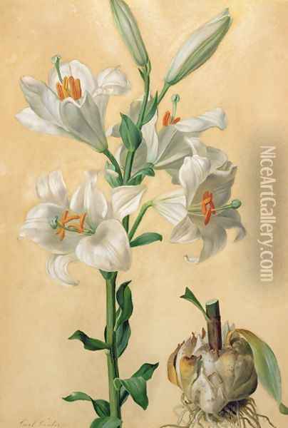 White Lily Amaryllis Candidum Oil Painting - Carl Franz Gruber