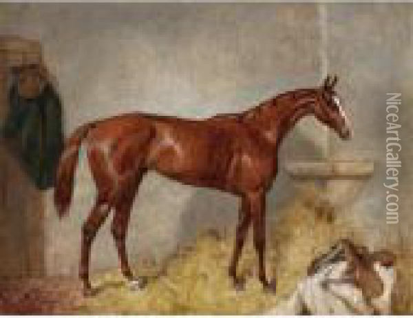 Portrait Of Blair Atholl, A Bay Racehorse In A Loose Box Oil Painting - Harry Hall