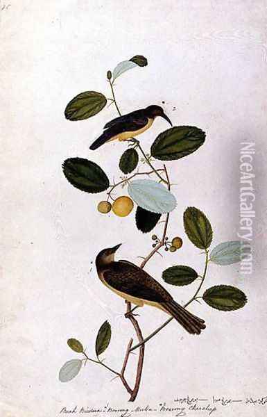 Buah Biedara, Bourong Muba, Bourong Cherchap, from 'Drawings of Birds from Malacca', c.1805-18 Oil Painting - Anonymous Artist