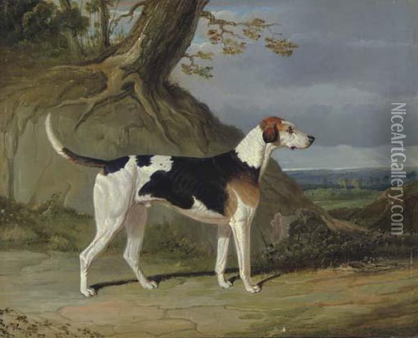 Maleburn, A Foxhound In A Wooded Landscape Oil Painting - John Frederick Herring Snr