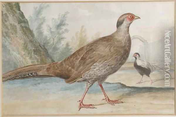 Two silver pheasants in a garden Oil Painting - Aert Schouman